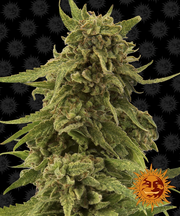 CBD Critical Cure Cannabis Seeds
