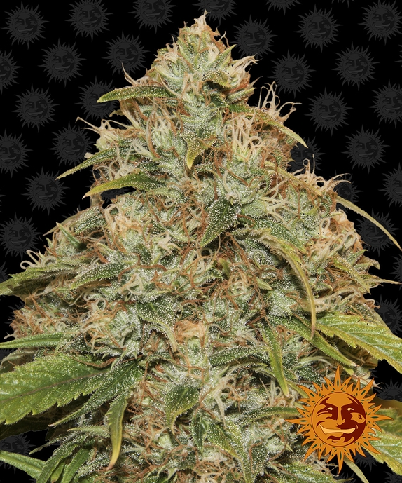 CBD Lemon Potion Auto Cannabis Seeds
