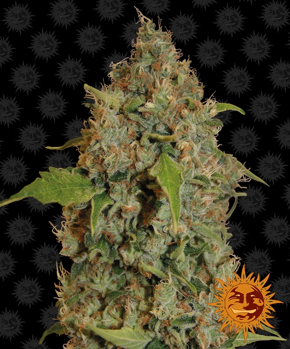 Chronic Thunder Cannabis Seeds