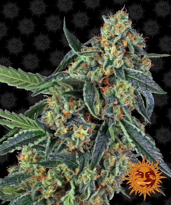 Cookies Kush Cannabis Seeds