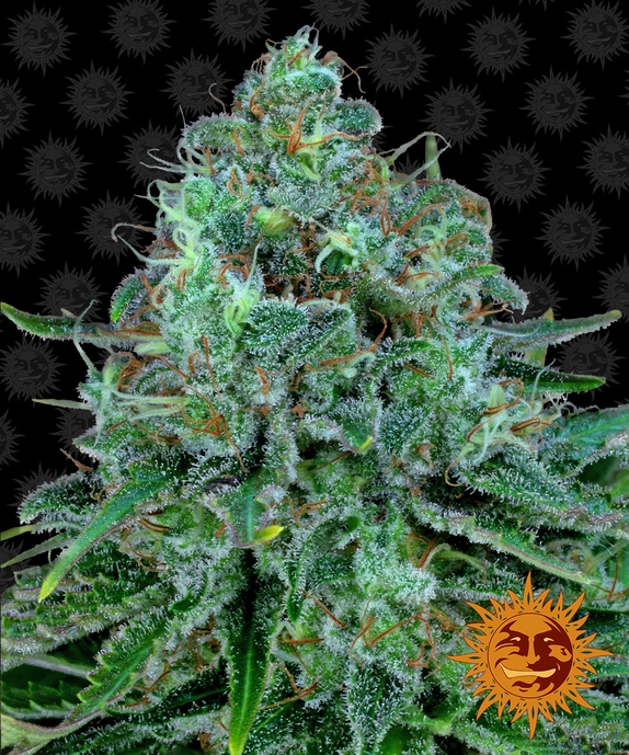 Critical Kush Feminised Cannabis Seeds