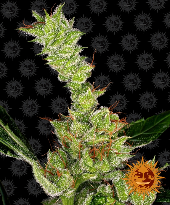 Dr Grinspoon Cannabis Seeds