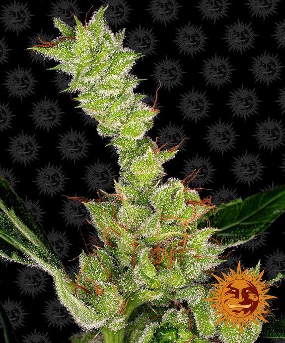 Dr Grinspoon Cannabis Seeds