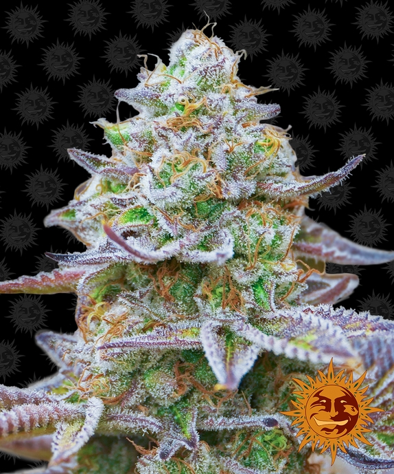 Gorilla Zkittlez Cannabis Seeds