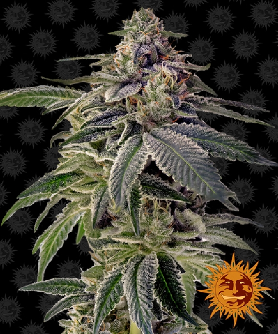 Shiskaberry Cannabis Seeds