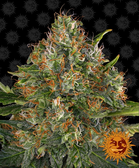 G13 Haze regular Cannabis Seeds