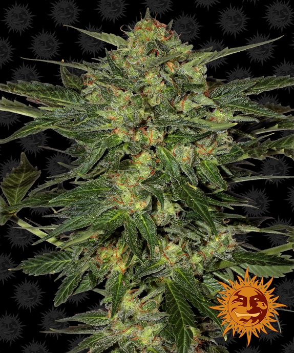 L.S.D Cannabis Seeds