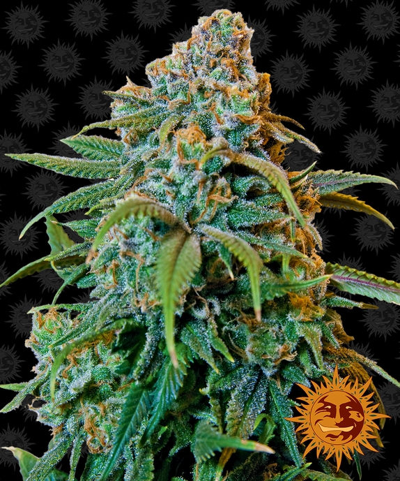 Liberty Haze Cannabis Seeds