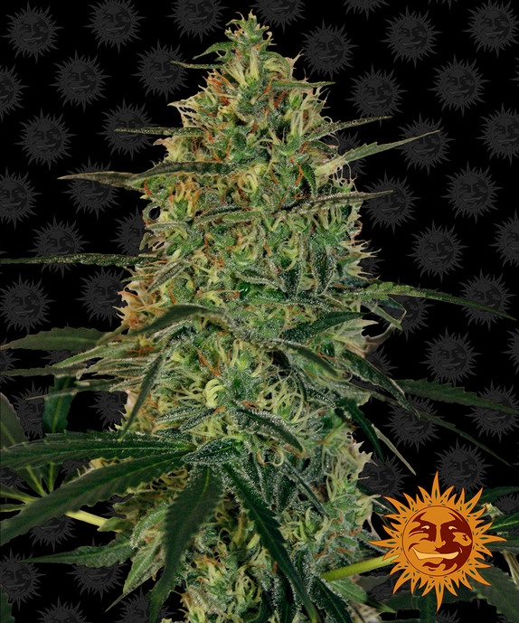 Malana Bomb Auto Cannabis Seeds