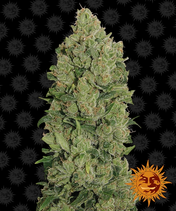 Auto NYC Diesel Cannabis Seeds