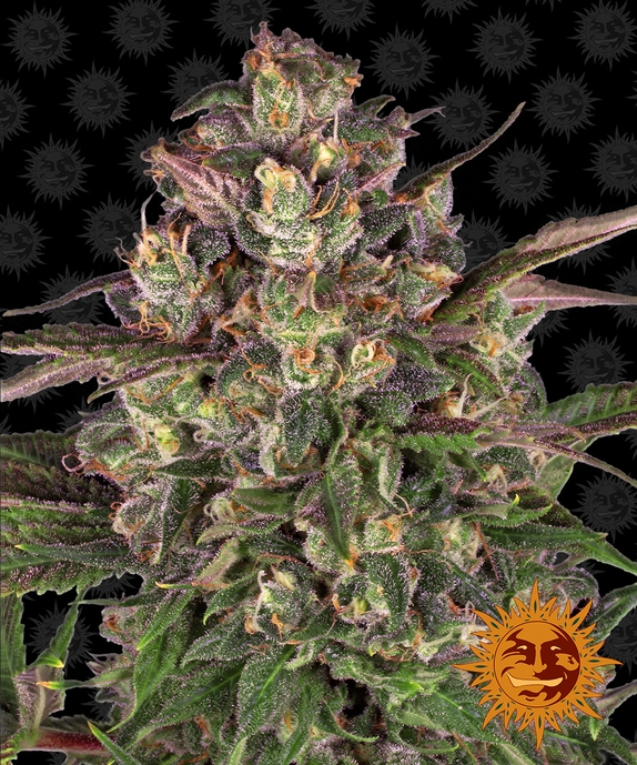 Peyote Critical Cannabis Seeds