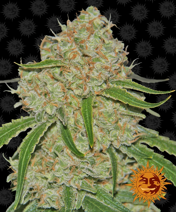 Phantom OG Cannabis Seeds