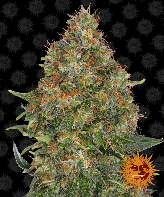 Pineapple Express Auto Cannabis Seeds