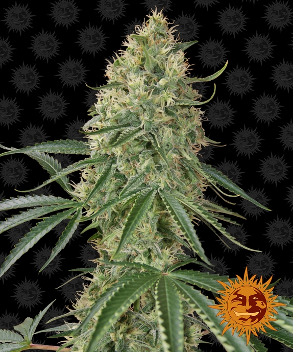 Sin Tra Bajo Auto Cannabis Seeds