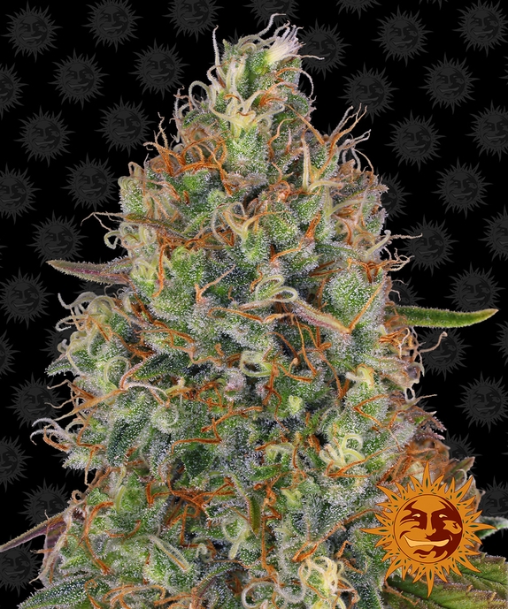 Sweet Tooth Auto Cannabis Seeds