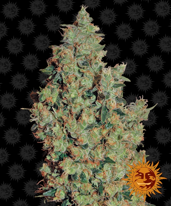 Tangerine Dream Cannabis Seeds