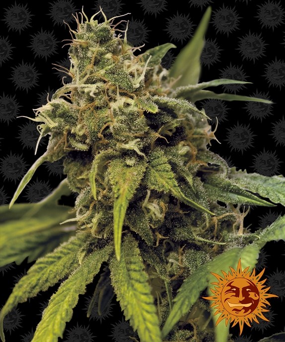 Utopia Haze Cannabis Seeds