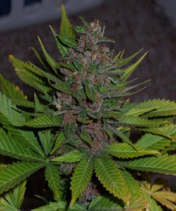 BC Blueberry Cannabis Seeds