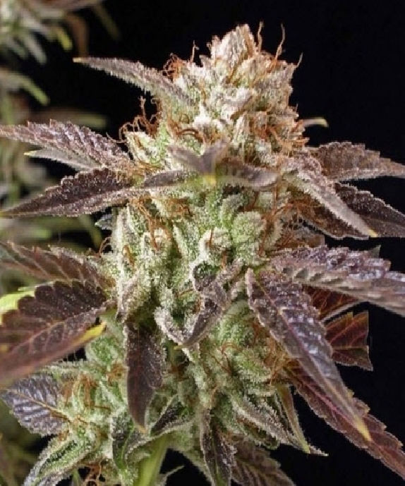 BC Kush Cannabis Seeds