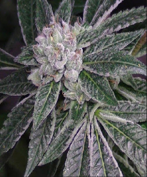 BC Rockstar Cannabis Seeds