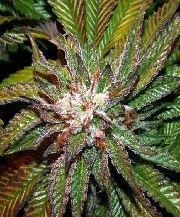 BC Shiatsu Kush Cannabis Seeds