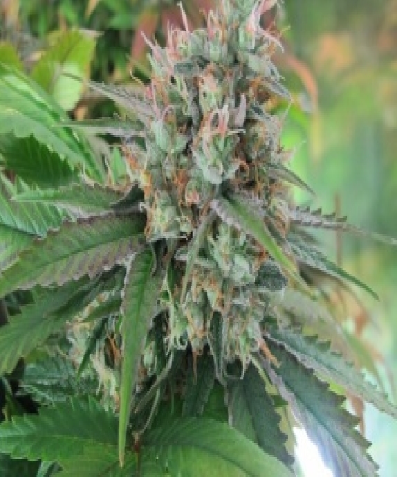 CBD God Cannabis Seeds