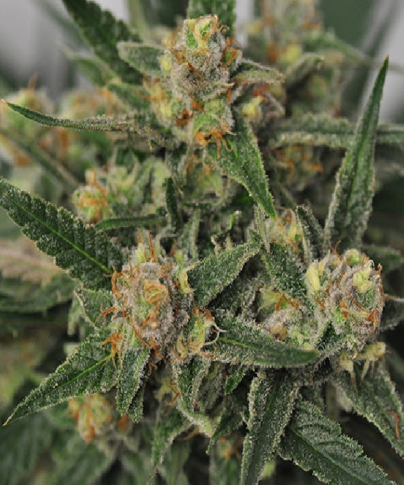 Harlequin Bx4 Cannabis Seeds
