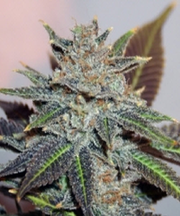 Night Nurse Cannabis Seeds