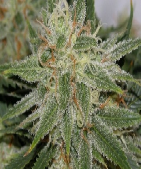 Pamplemousse Cannabis Seeds
