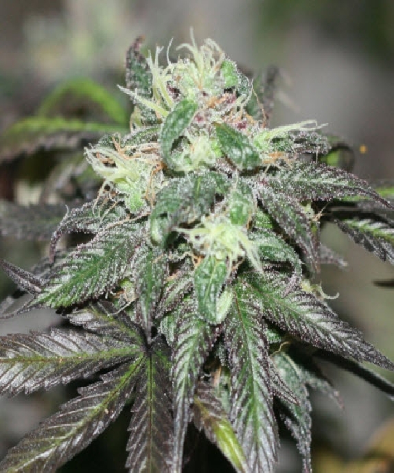 Purple Buddha Cannabis Seeds
