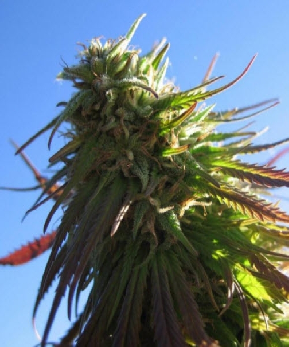 Texada Timewarp Cannabis Seeds