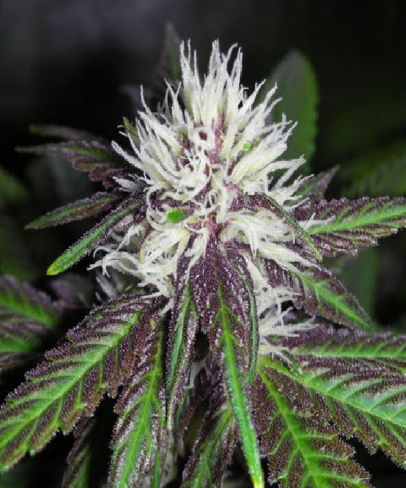 The Purps Cannabis Seeds
