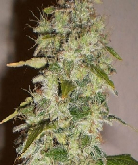 Truly Fruity Cannabis Seeds