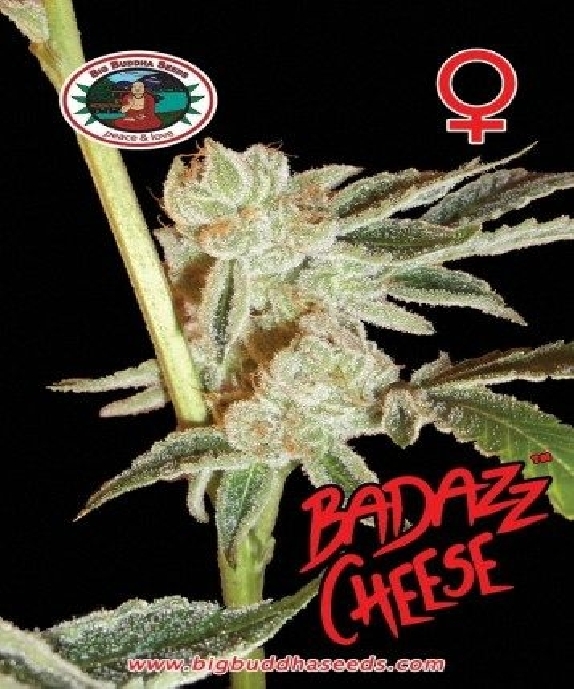 Badazz Cheese Cannabis Seeds