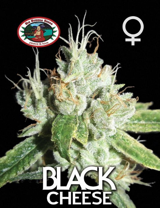 Black Cheese Cannabis Seeds