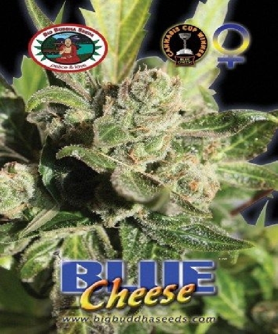 Blue Cheese Automatic Cannabis Seeds