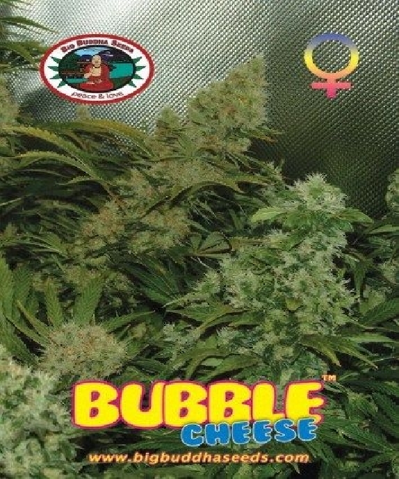 Bubble Cheese Cannabis Seeds
