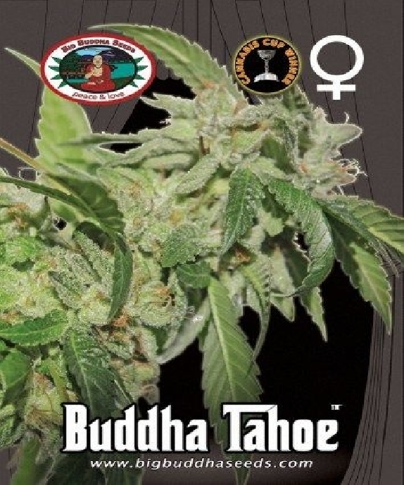 Buddha Tahoe Cannabis Seeds