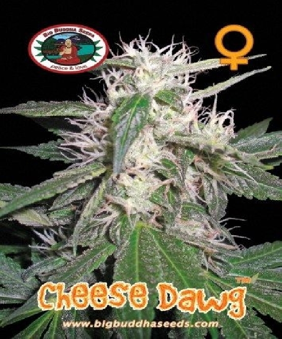 Cheese Dawg Cannabis Seeds