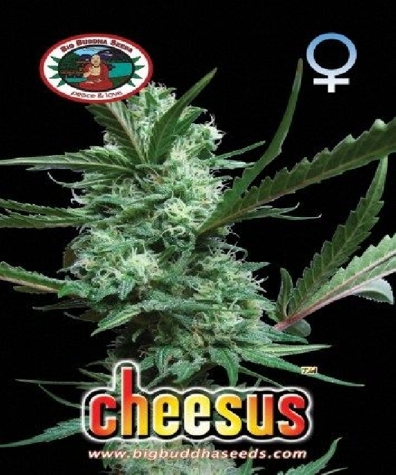 Cheesus Cannabis Seeds