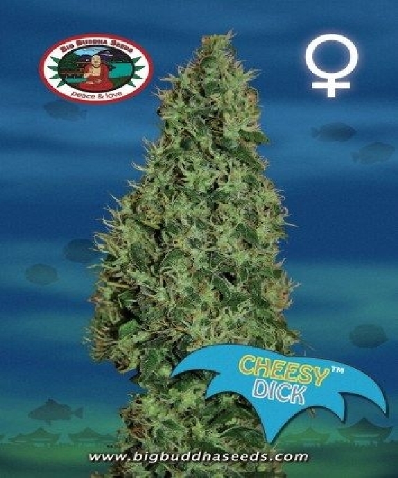 Cheesy Dick Cannabis Seeds