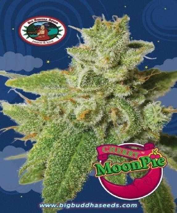 Cherry Moon Pie Cannabis Seeds