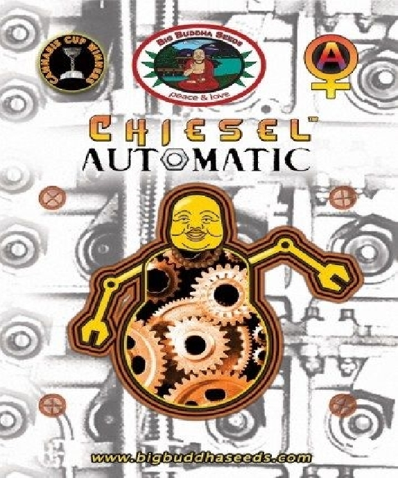 Chiesel Automatic Cannabis Seeds