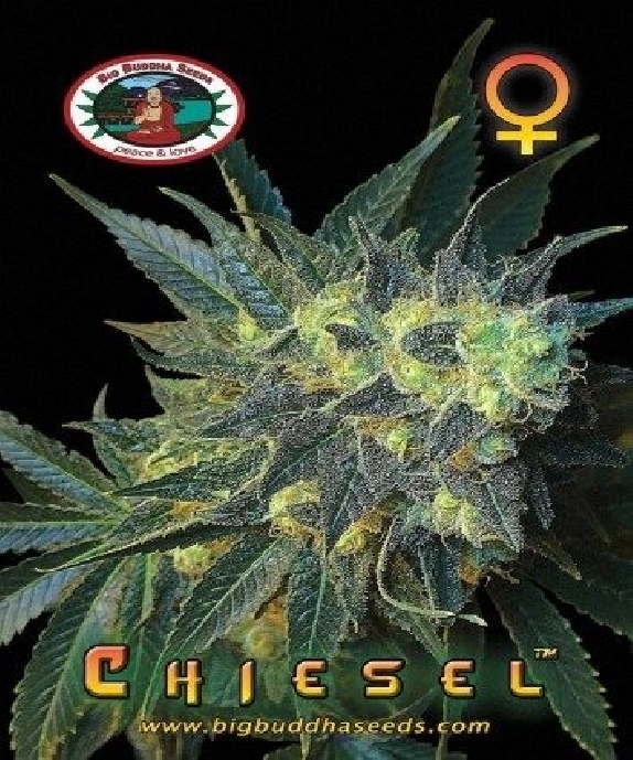 Chiesel Cannabis Seeds