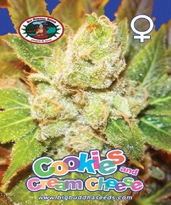 Cookies and Cream Cheese Cannabis Seeds