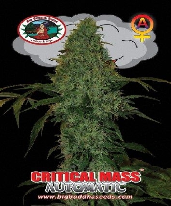 Critical Mass Automatic Cannabis Seeds