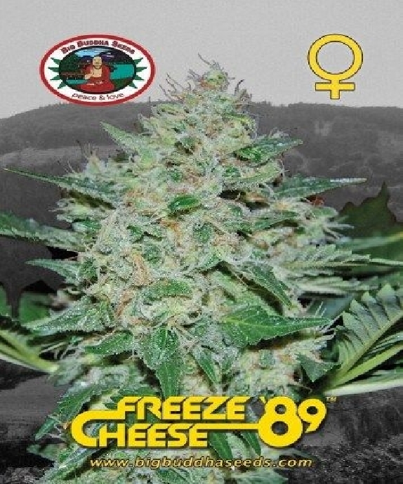 Freeze Cheese 89 Cannabis Seeds