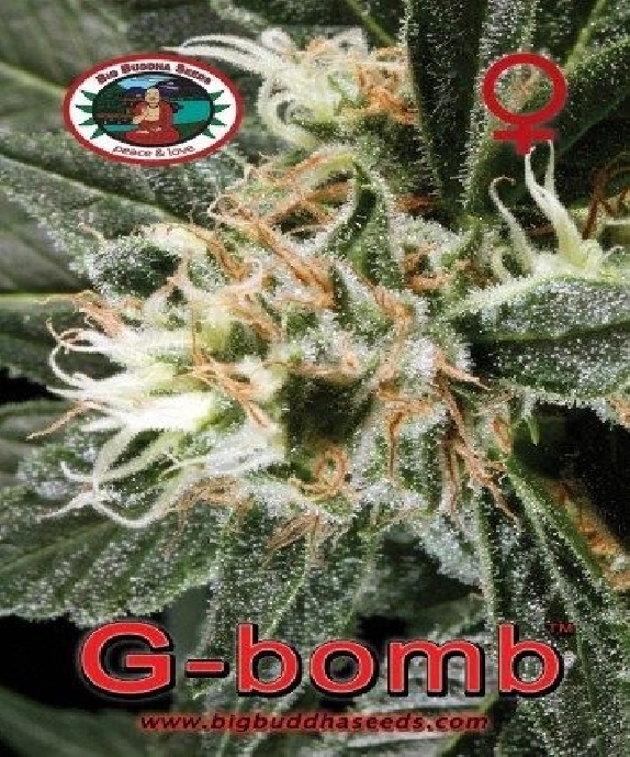 G Bomb Cannabis Seeds