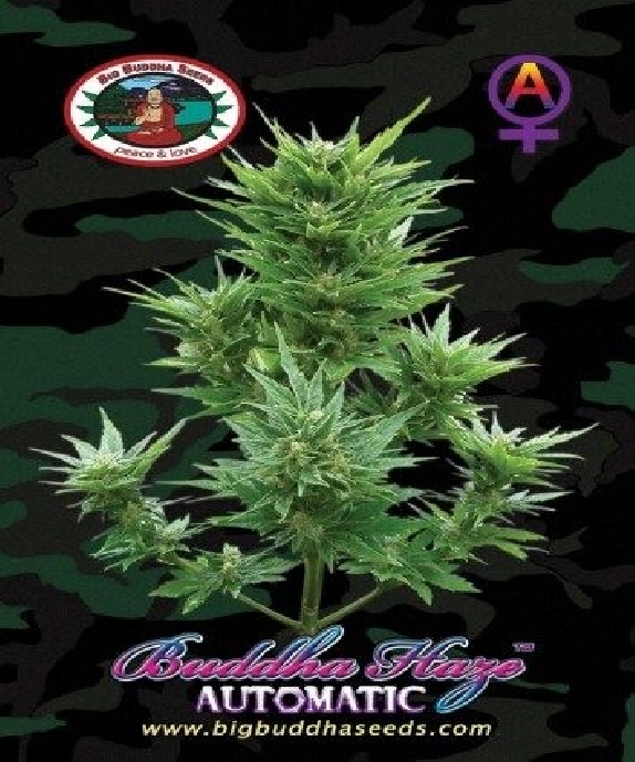 Buddha Haze Automatic Cannabis Seeds