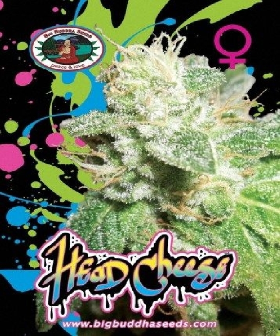 Head Cheese Cannabis Seeds